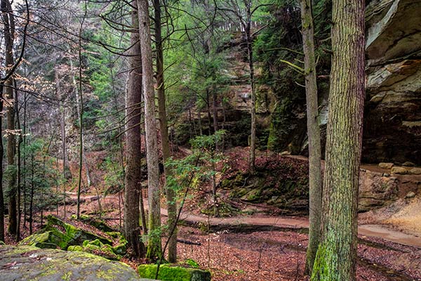 Mossy trees and rocks in the forest of Conkle’s Hollow State Nature Preserve, Ohio